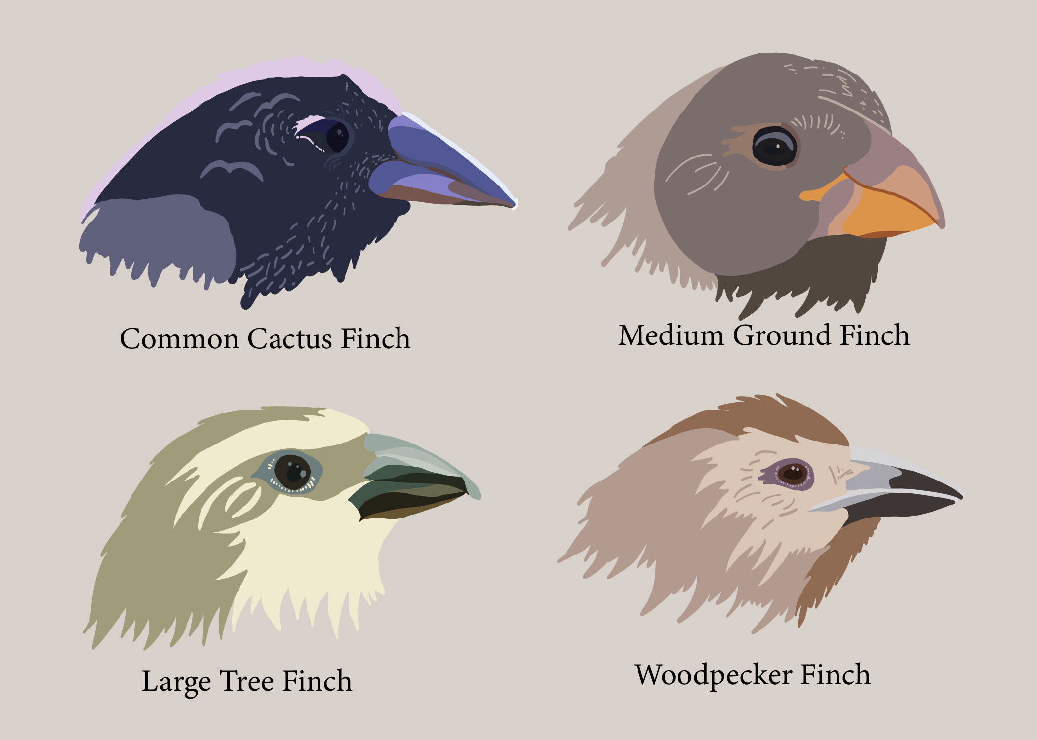 Finch Species